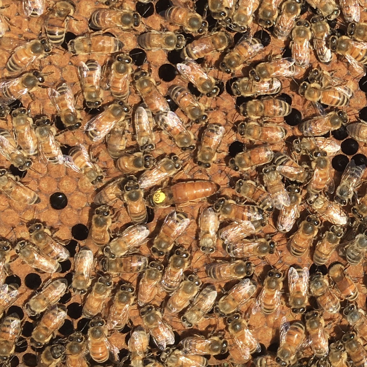 Schimbarea si introducerea matcilor în familiile de albine.